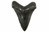 Fossil Megalodon Tooth - South Carolina #340278-1